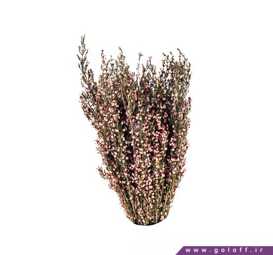 گل ارموس - Erica | گل آف